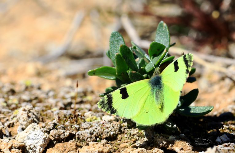 Ayuntamiento de Baza y asociación Zerynthia facilitan el conocimiento del hábitat de la mariposa Euchloe bazae – Excmo. Ayuntamiento de Baza
