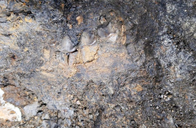 La décima campaña de excavaciones en el yacimiento paleontológico Baza 1 ha concluido con interesantes resultados – Excmo. Ayuntamiento de Baza